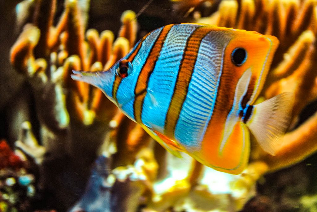 AMSTERDAM_PAISES_BAIXOS_amamosviajar -25