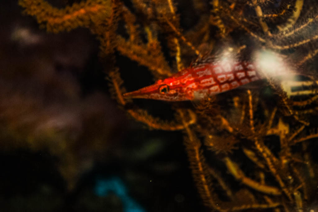 Amsterdam, Artis Zoo, Países Baixos, Holanda