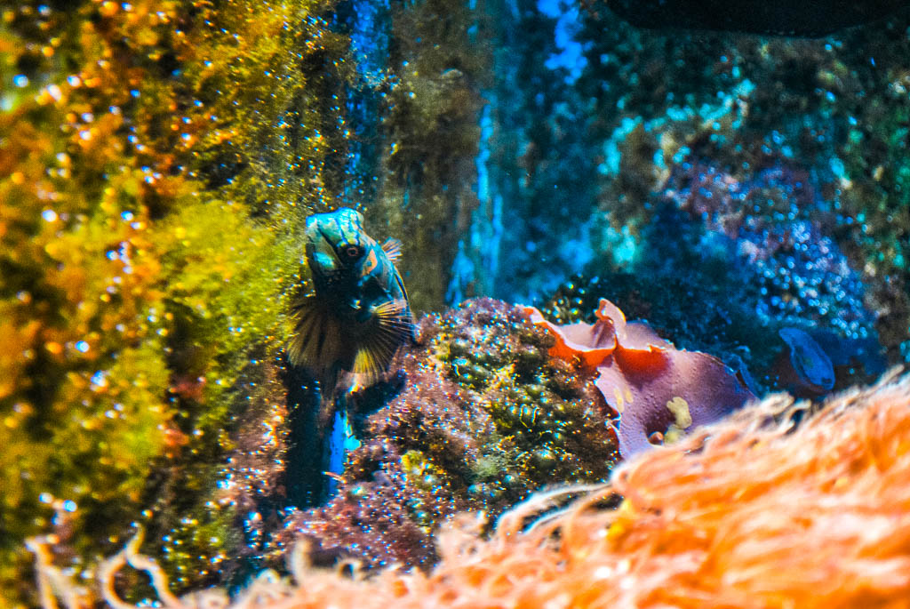 Amsterdam, Artis Zoo, Países Baixos, Holanda