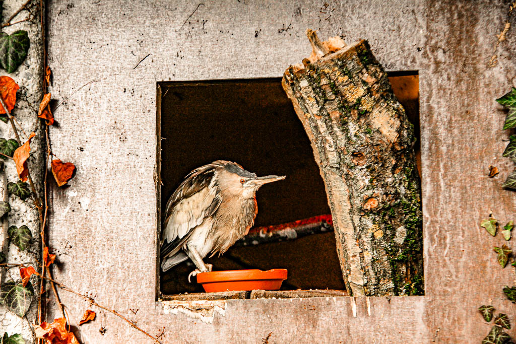 Innsbruck_Austria_amamosviajar -110