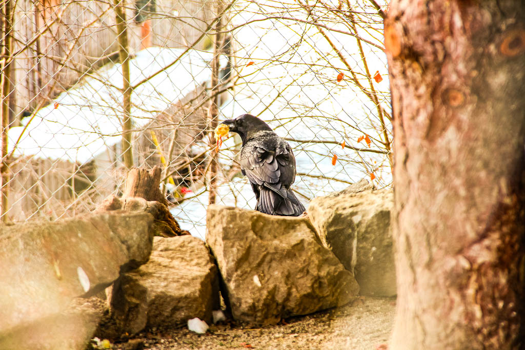 Innsbruck_Austria_amamosviajar -111