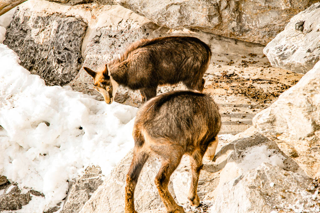 Innsbruck_Austria_amamosviajar -113