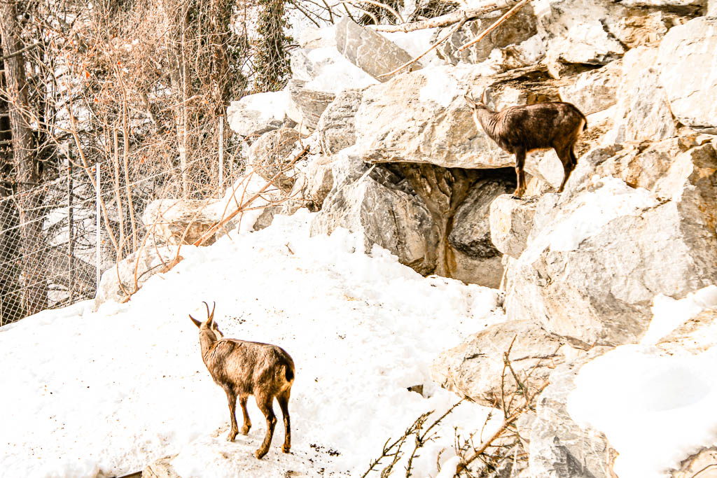 Innsbruck_Austria_amamosviajar -114