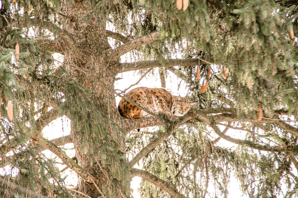 Innsbruck Austria amamosviajar 115