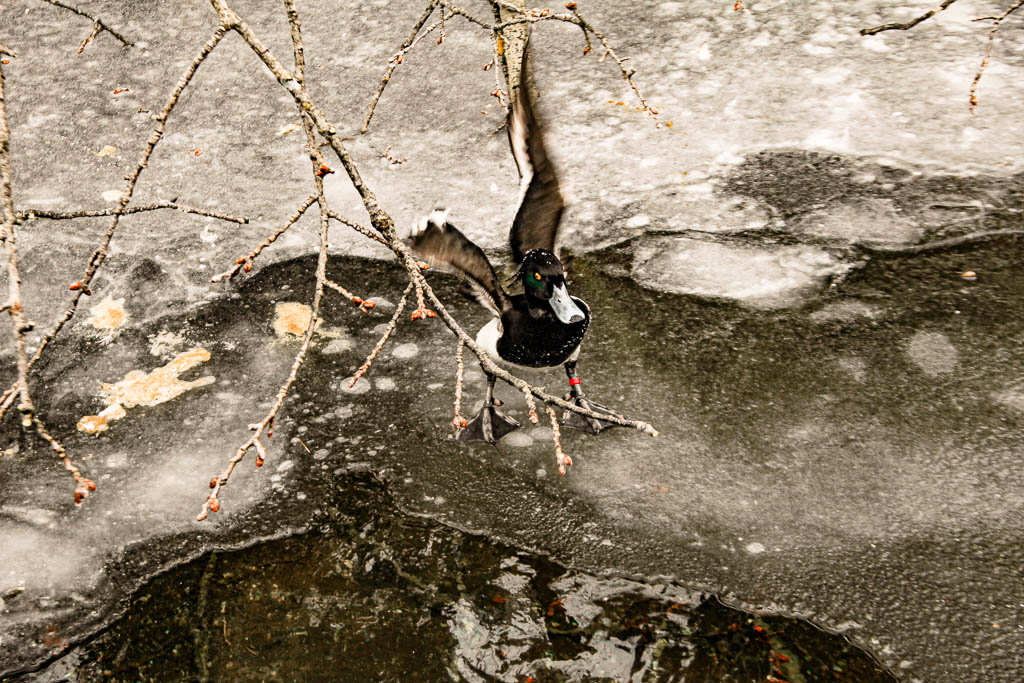 Innsbruck_Austria_amamosviajar -116