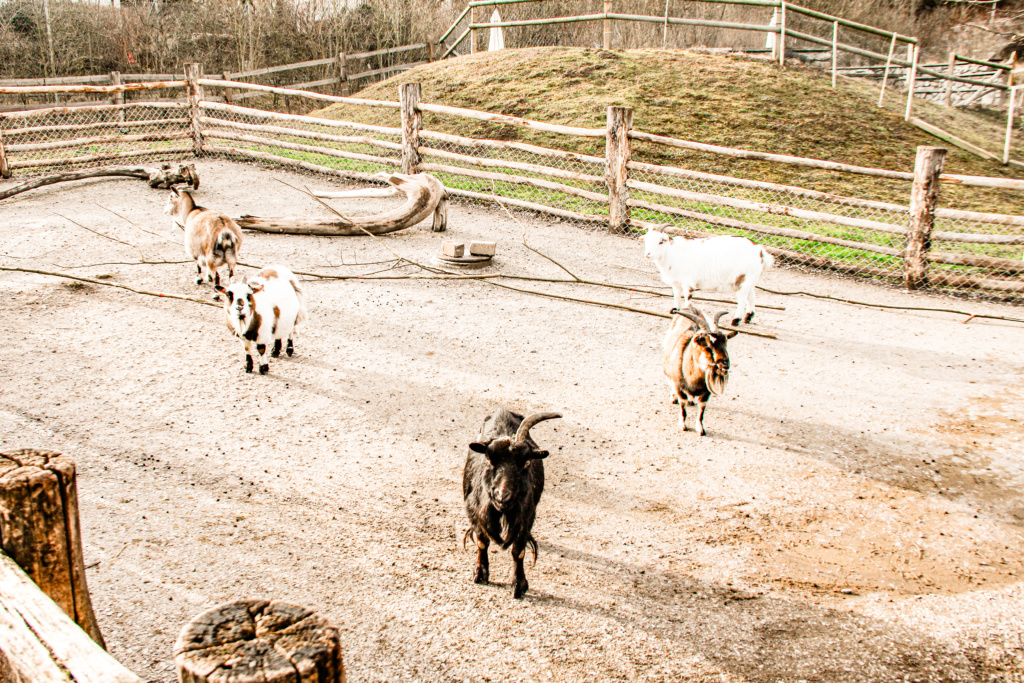 Zurique Suica amamosviajar 015