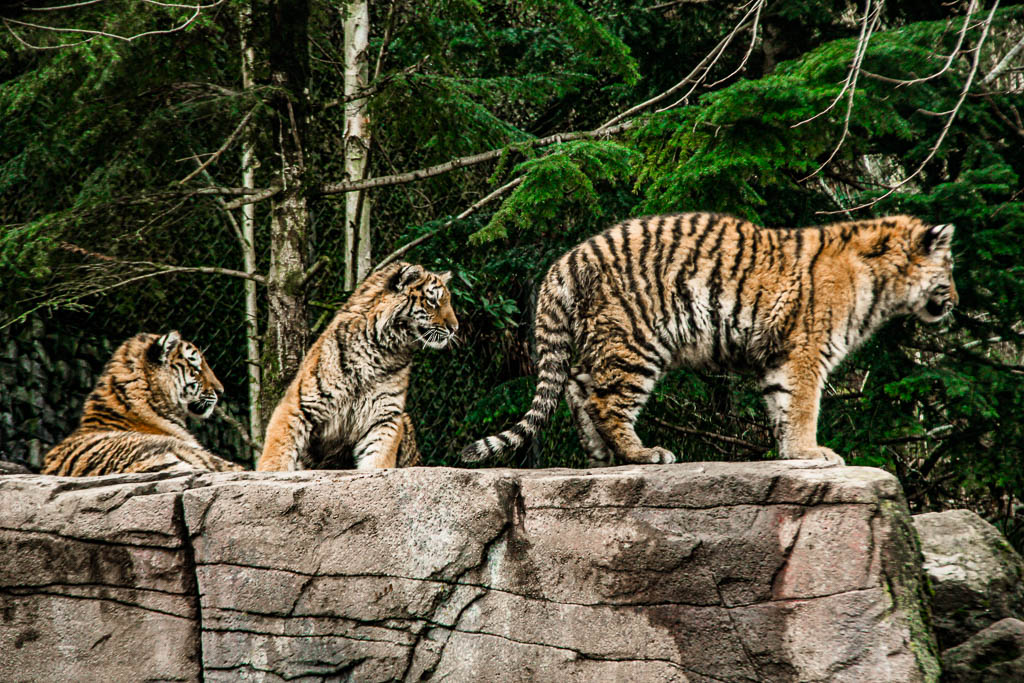 Zurique Suica amamosviajar 023