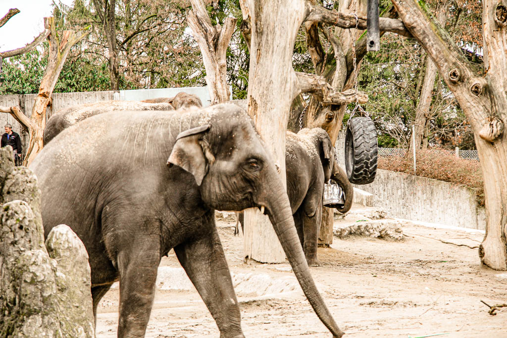 Zurique_Suiça_amamosviajar -027