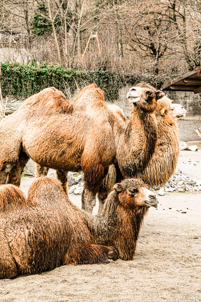 Zurique_Suiça_amamosviajar -029