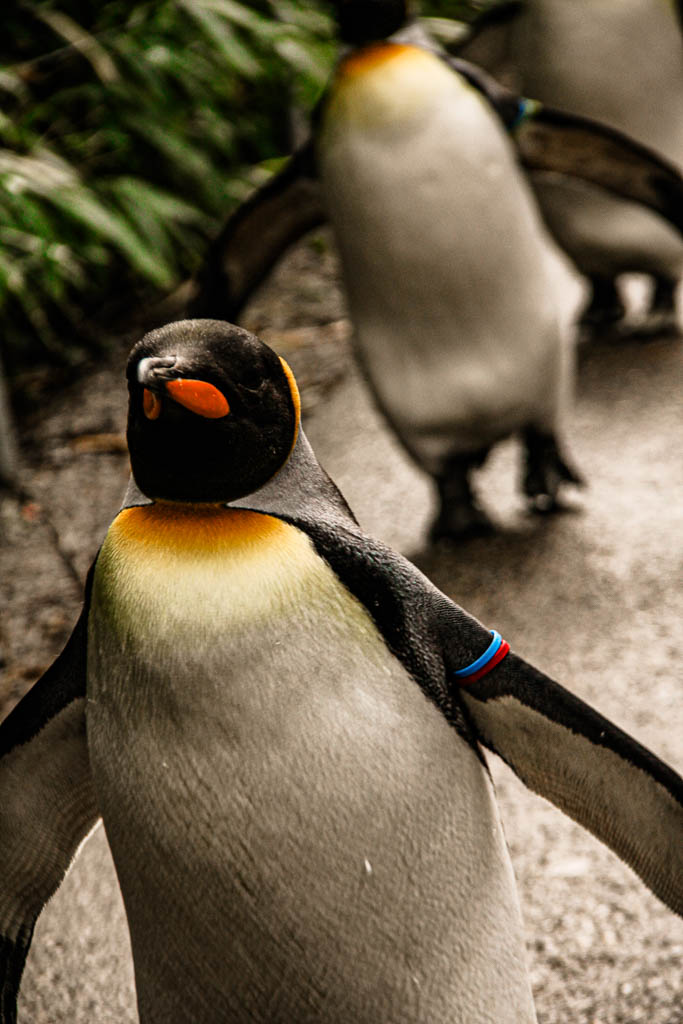 Zurique_Suiça_amamosviajar -033