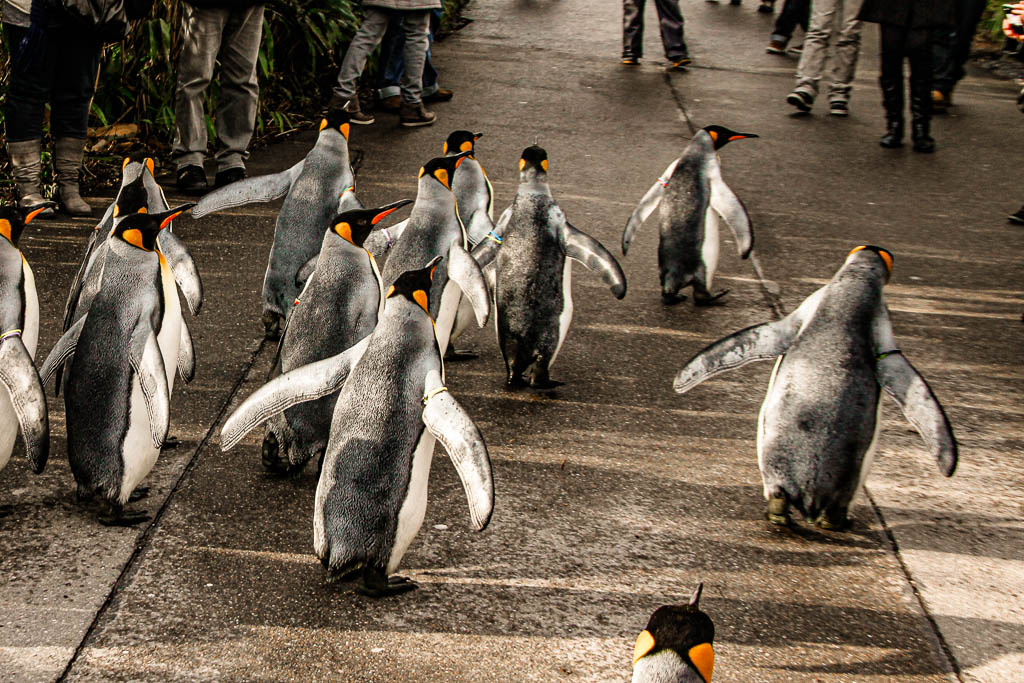 Zurique_Suiça_amamosviajar -038