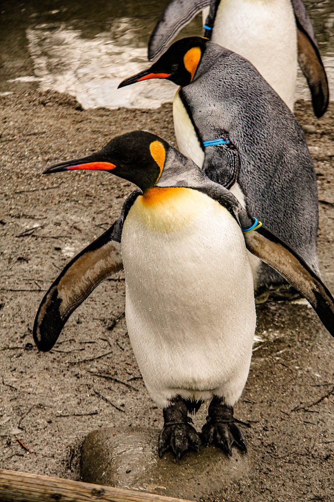 Zurique_Suiça_amamosviajar -044