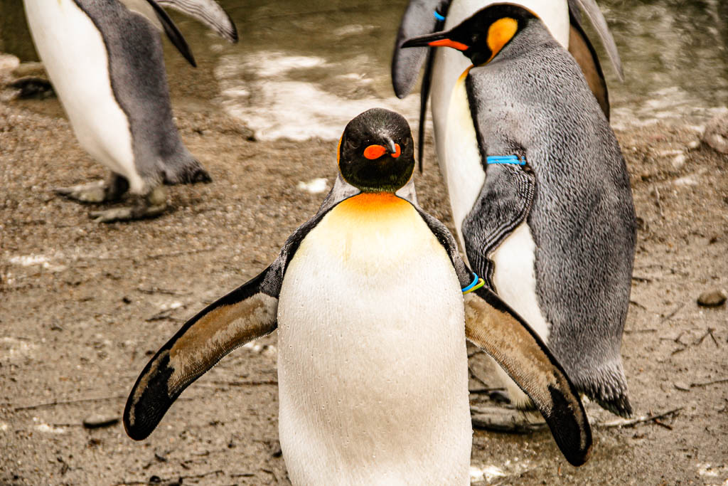 Zurique_Suiça_amamosviajar -045