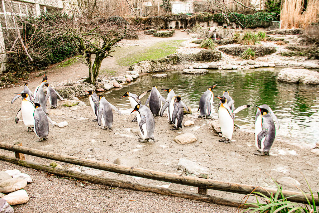 Zurique_Suiça_amamosviajar -046