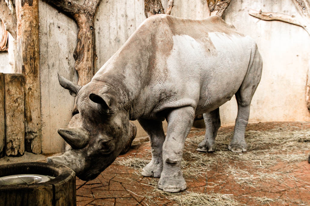 Zurique Suica amamosviajar 050