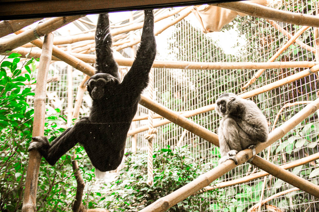 Zurique_Suiça_amamosviajar -052