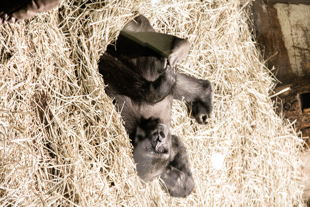 Zurique_Suiça_amamosviajar -053