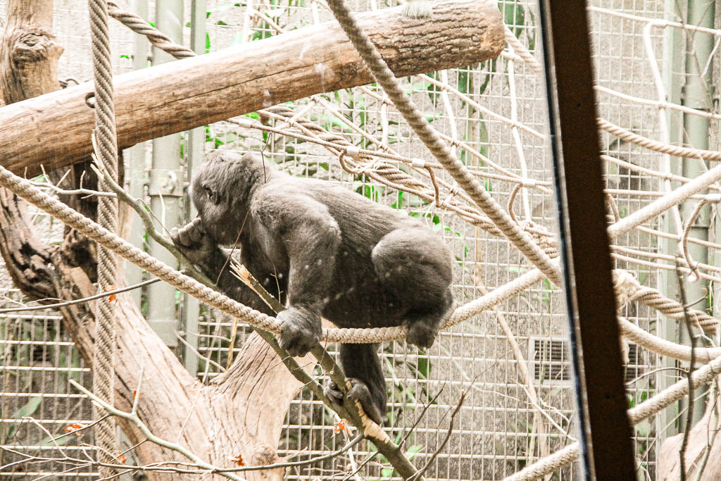 Zurique_Suiça_amamosviajar -054