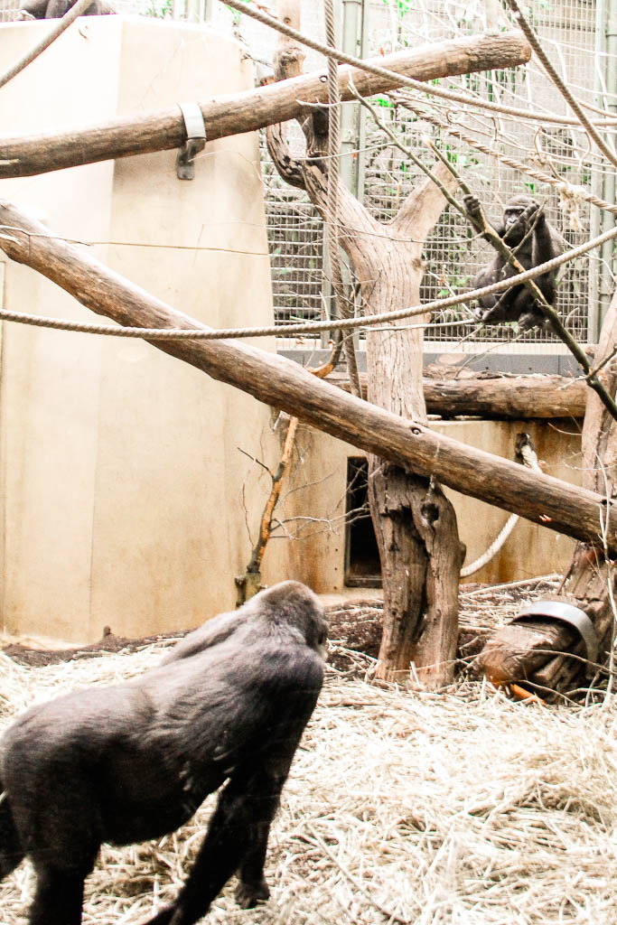 Zurique_Suiça_amamosviajar -055