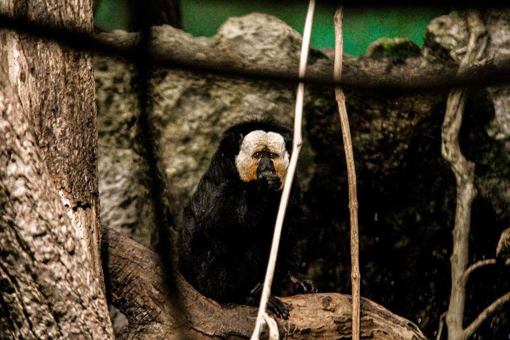 Zurique Suica amamosviajar 079 1