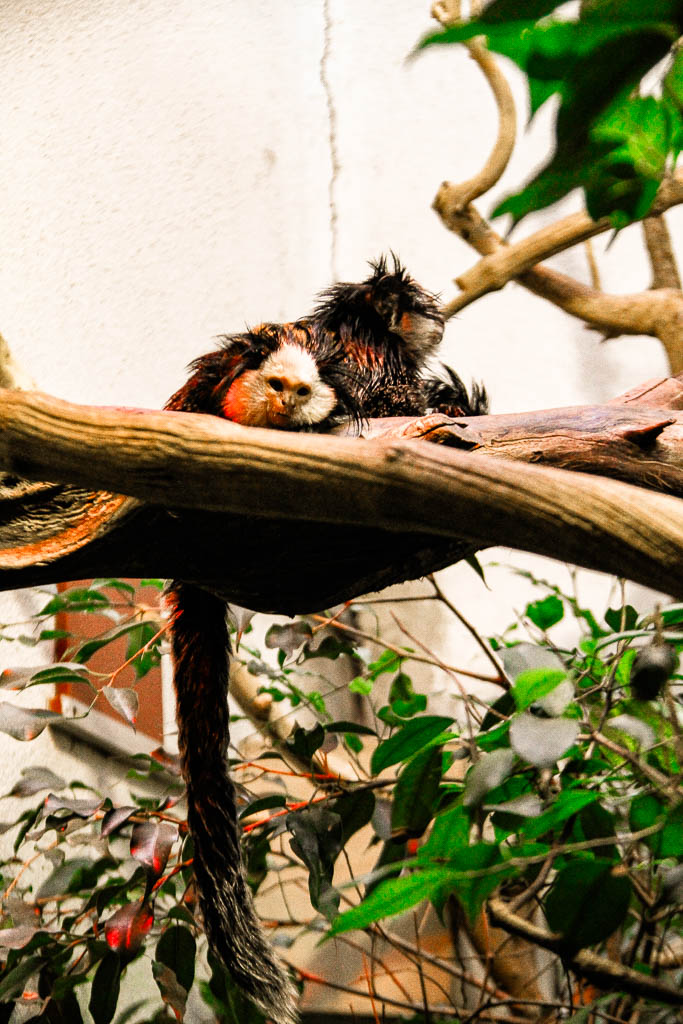 Zurique_Suiça_amamosviajar -080