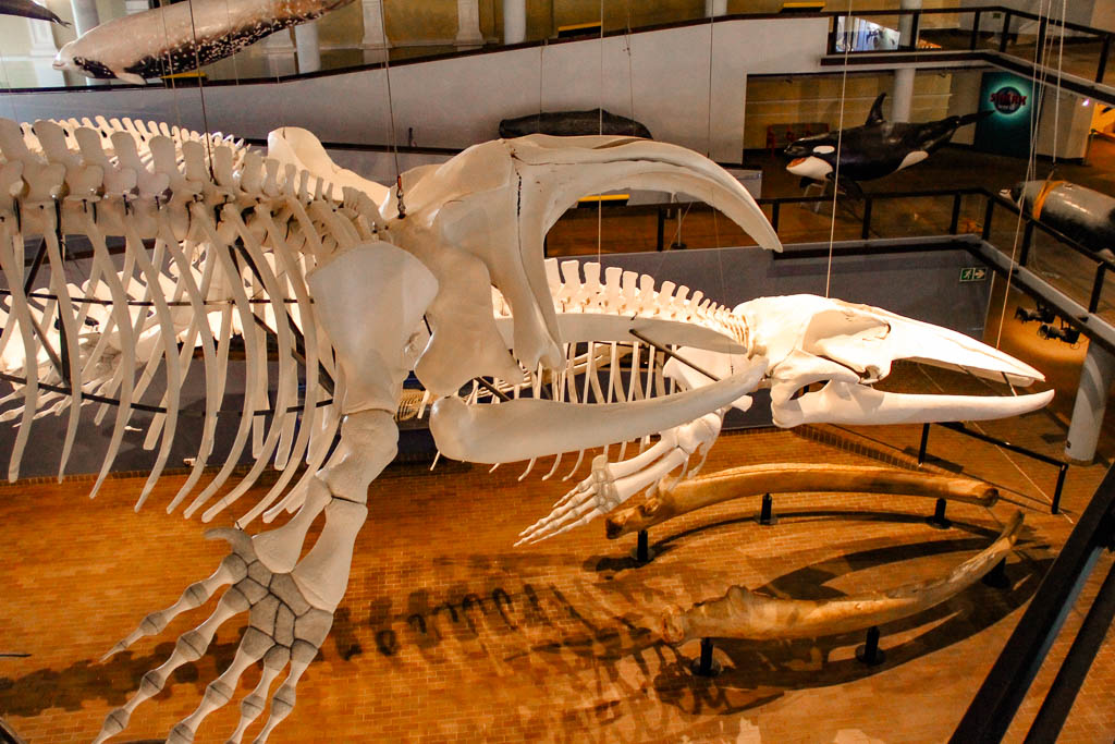 Cape_Town_Africa_amamosviajar -084