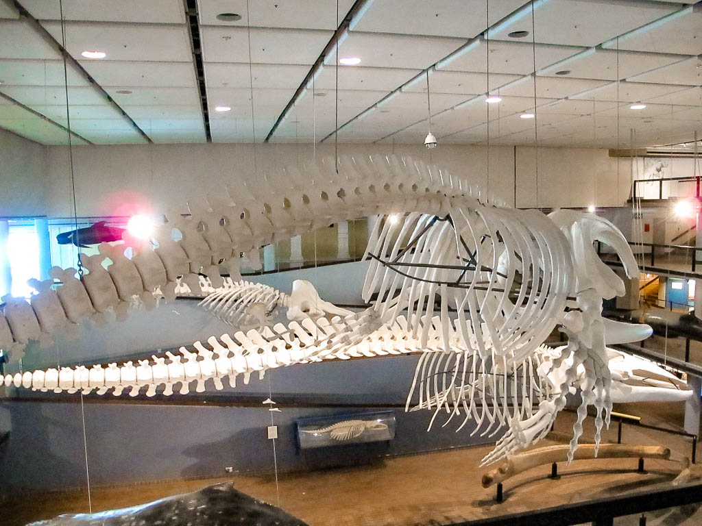 Cape_Town_Africa_amamosviajar -086