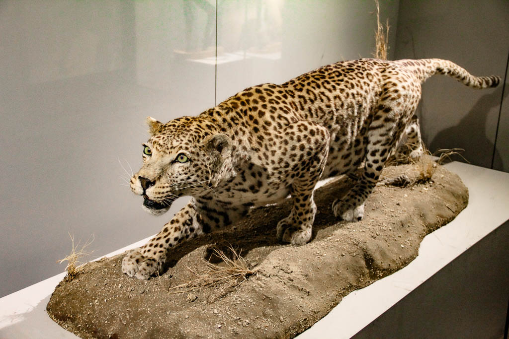 Cape_Town_Africa_amamosviajar -091