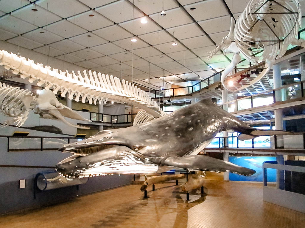 Cape_Town_Africa_amamosviajar -102