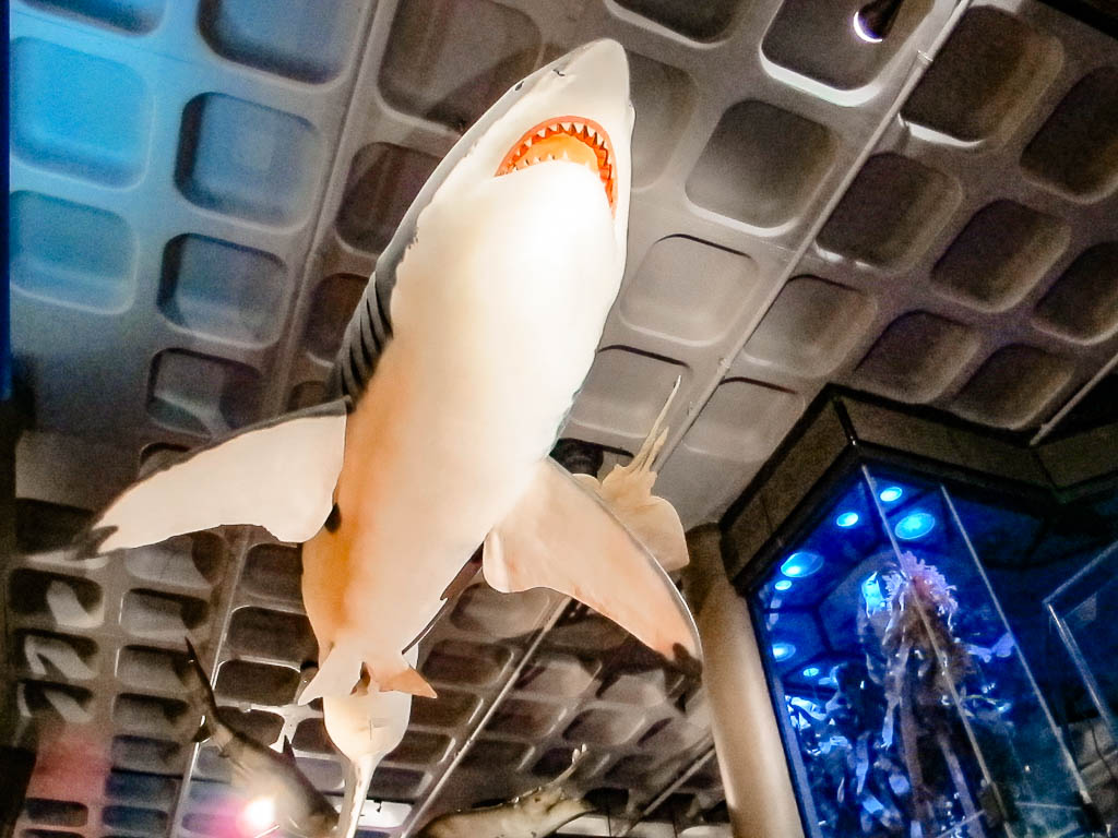 Cape_Town_Africa_amamosviajar -104