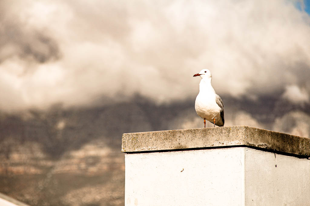 Cape_Town_Africa_amamosviajar -159