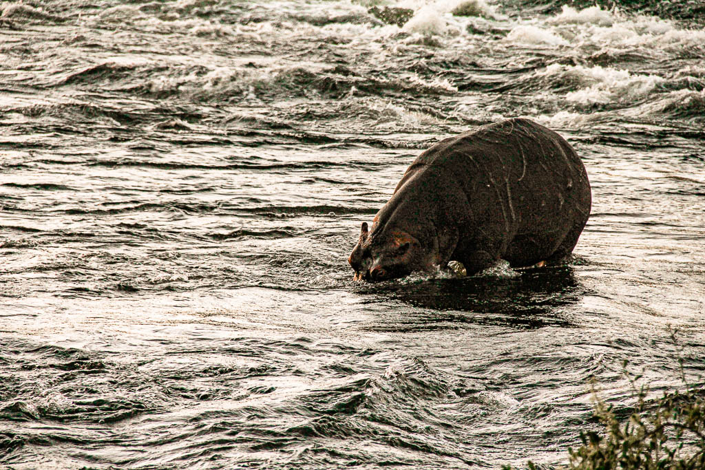 Livingstone_Zambia__amamosviajar -102