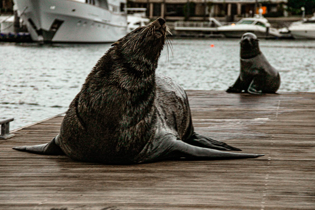 Cape_Town_Africa_amamosviajar -237