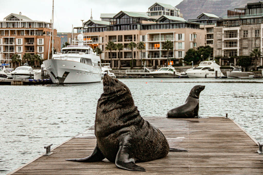 Cape_Town_Africa_amamosviajar -238