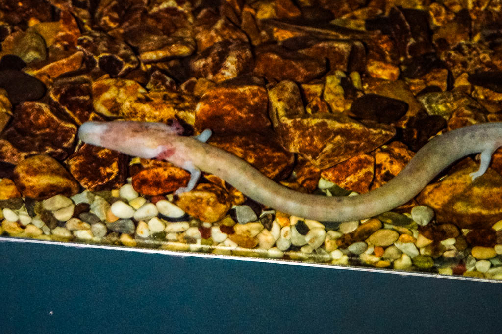 Liubliana_ESLOVENIA_amamosviajar -087