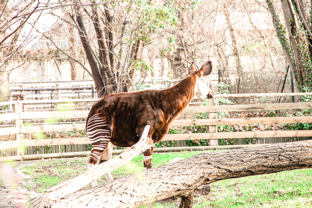 Berlim_Alemanha_amamosviajar -075