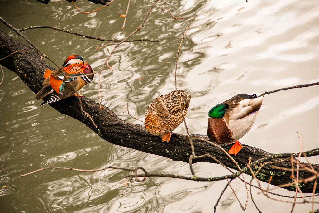 Berlim_Alemanha_amamosviajar -076