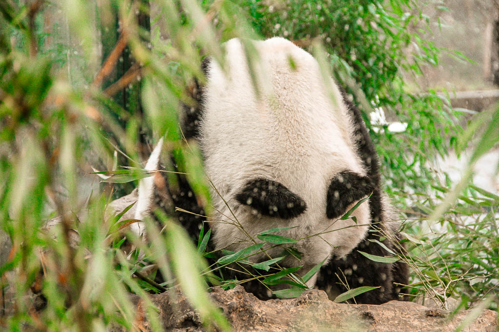 Berlim_Alemanha_amamosviajar -077