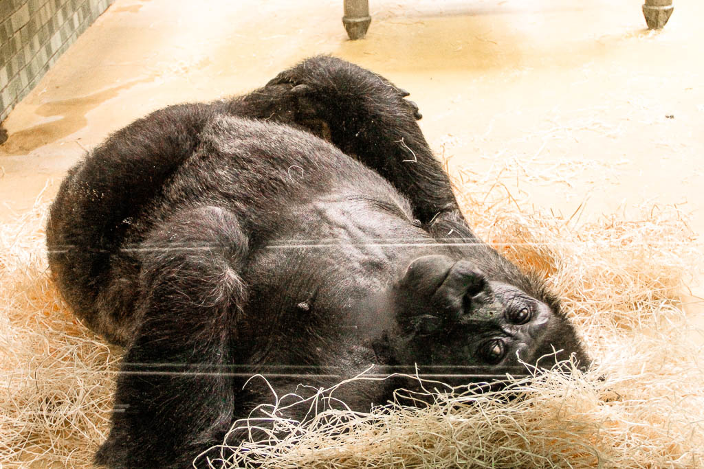 Berlim_Alemanha_amamosviajar -079