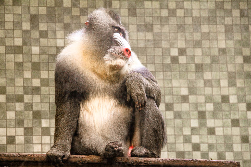 Berlim_Alemanha_amamosviajar -080