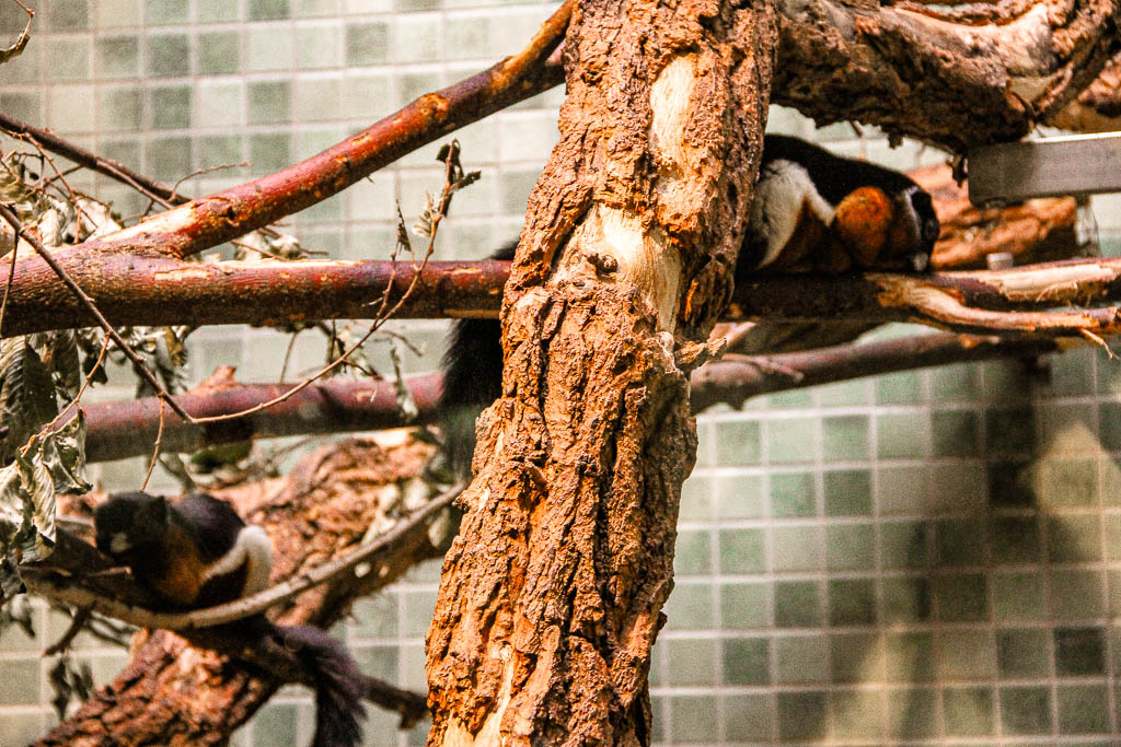 Berlim_Alemanha_amamosviajar -084