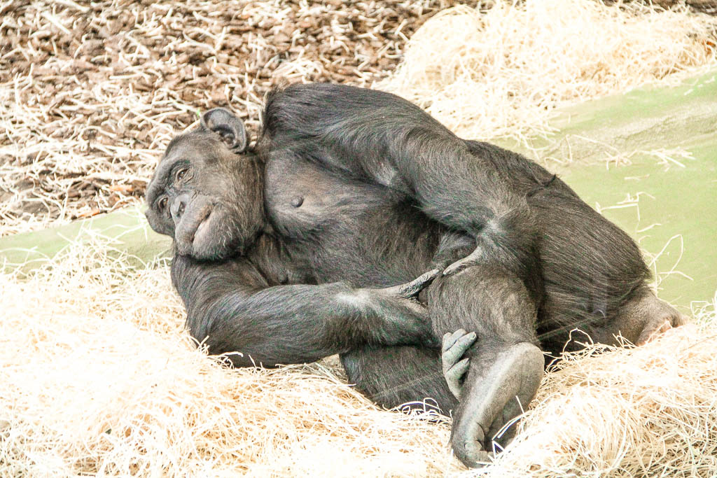 Berlim_Alemanha_amamosviajar -087