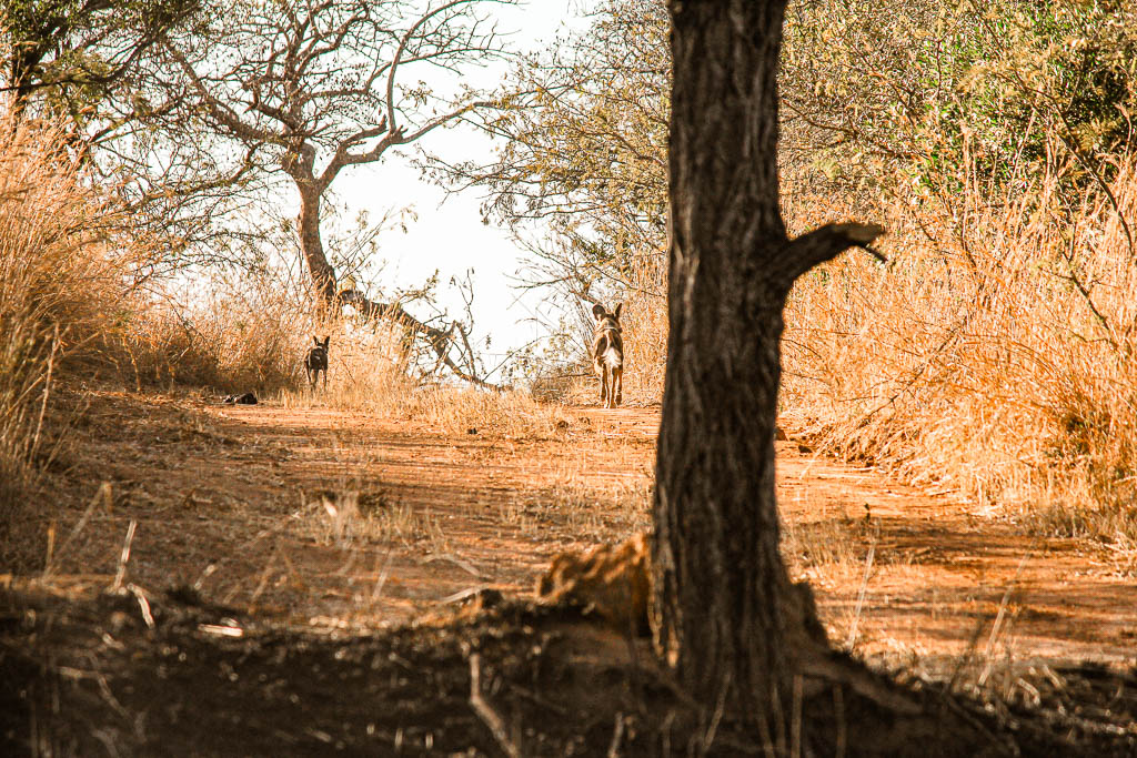 Kruger_Africa__amamosviajar -009