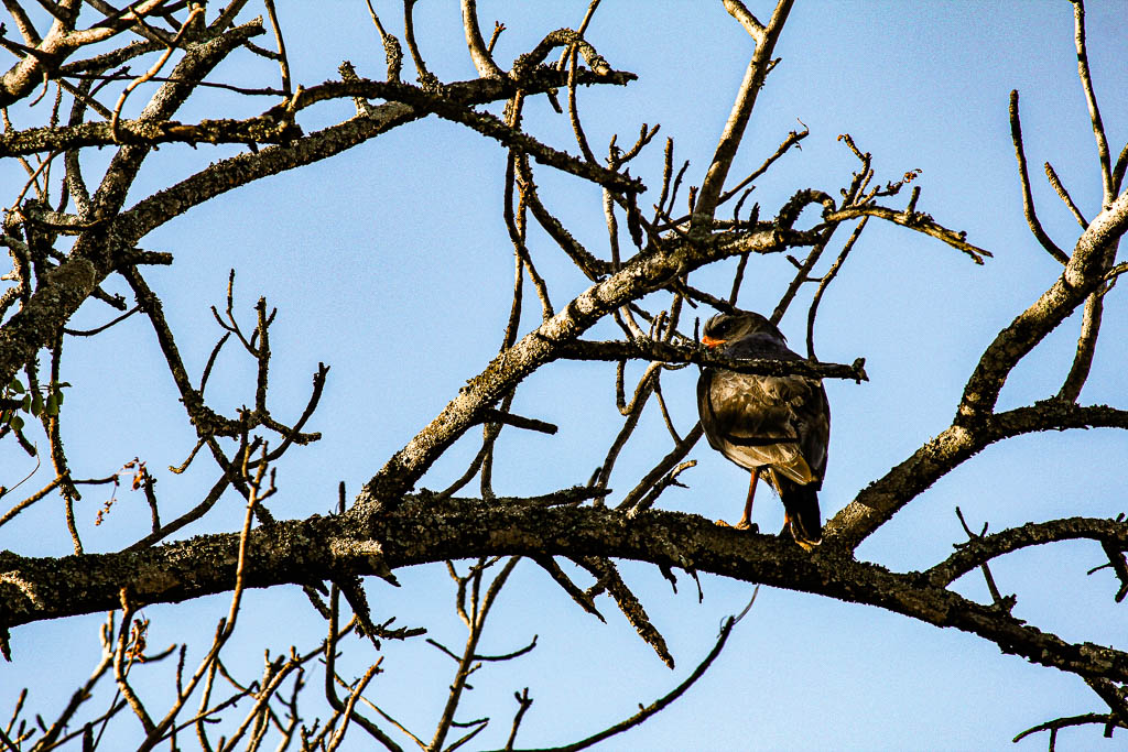 Kruger_Africa__amamosviajar -010