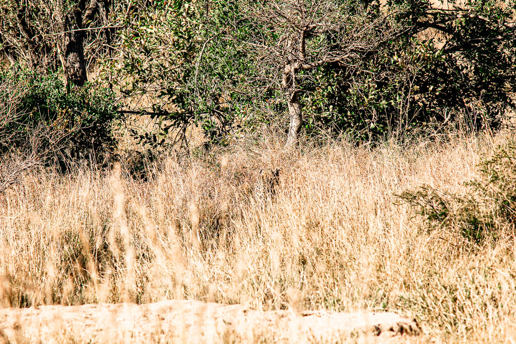 Kruger_Africa__amamosviajar -013