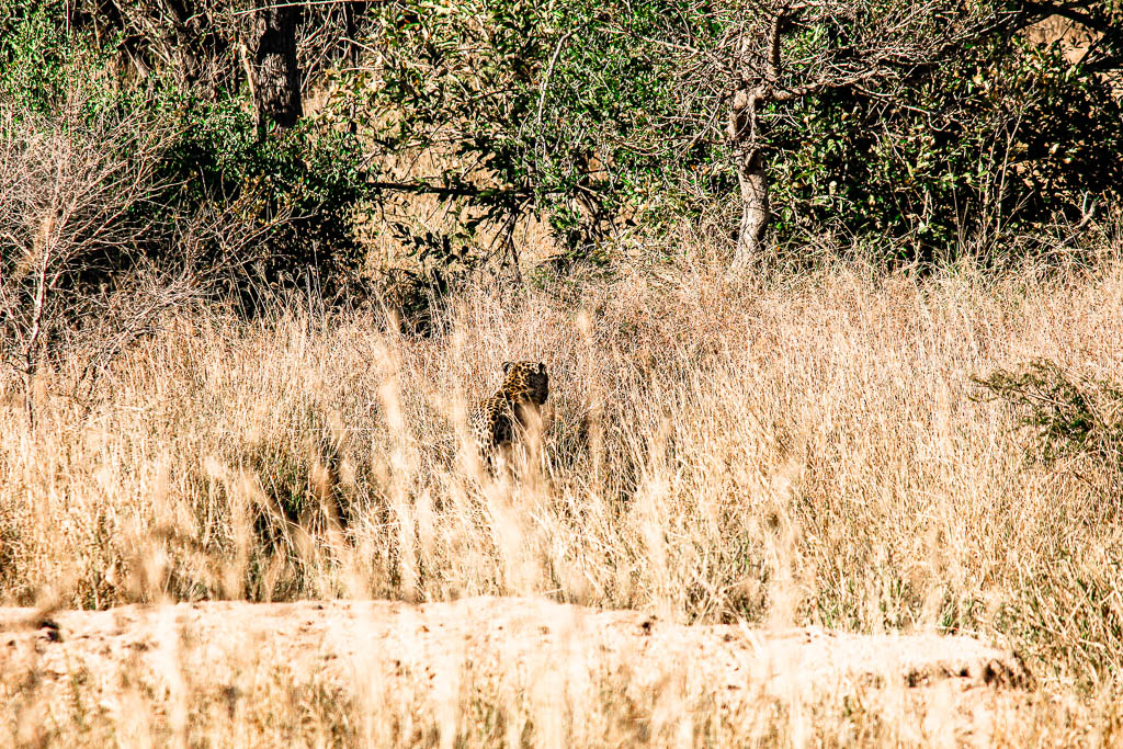 Kruger_Africa__amamosviajar -014