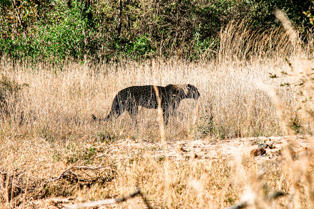 Kruger_Africa__amamosviajar -015