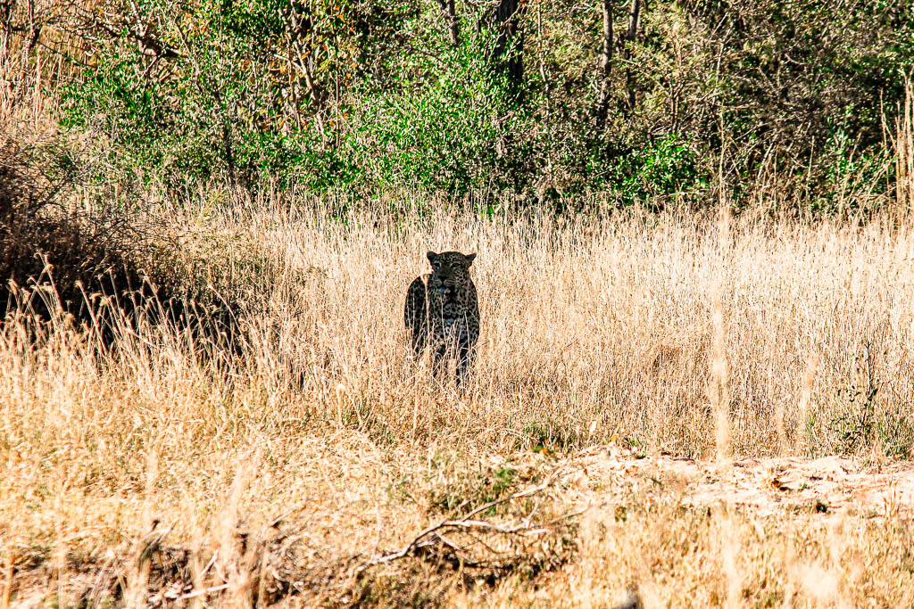 Kruger_Africa__amamosviajar -016