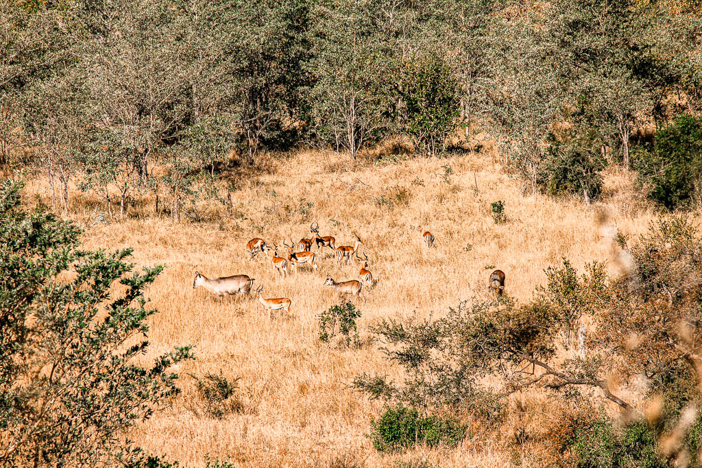 Kruger_Africa__amamosviajar -020