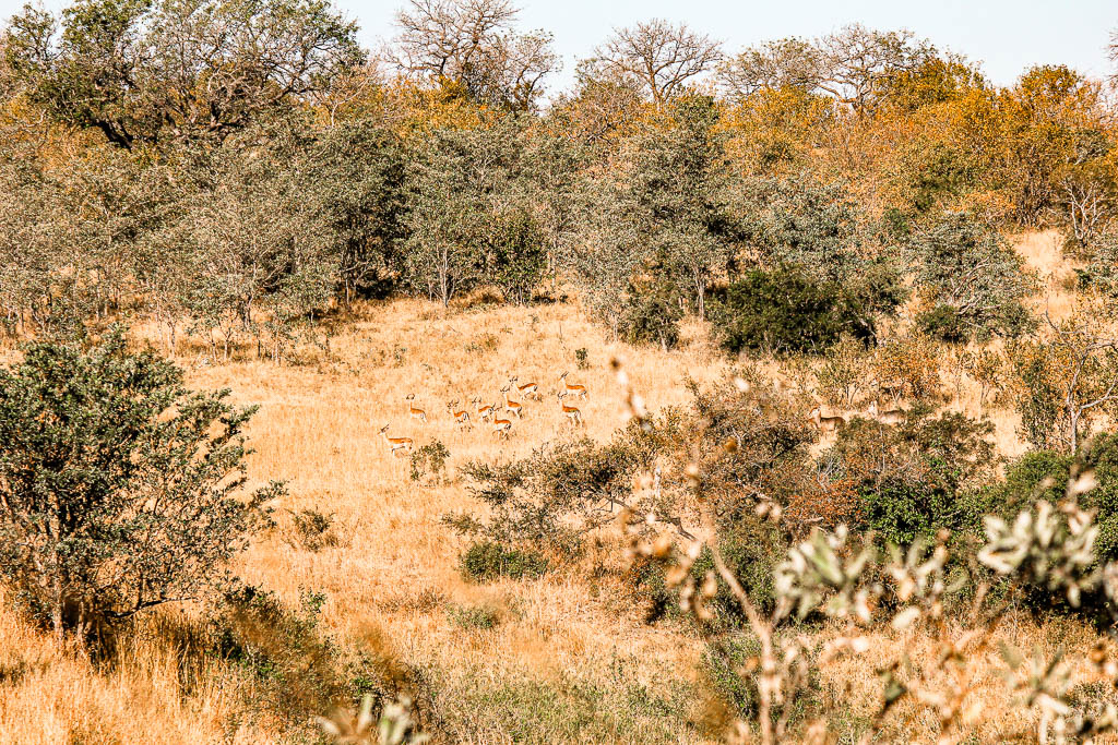 Kruger_Africa__amamosviajar -021